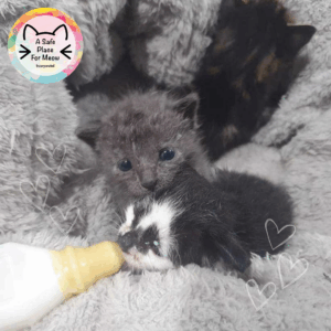Tiny orphaned kittens being bottle-fed, representing A Safe Place for Meow’s donation program that provides milk and care for NT Wet Season rescues.