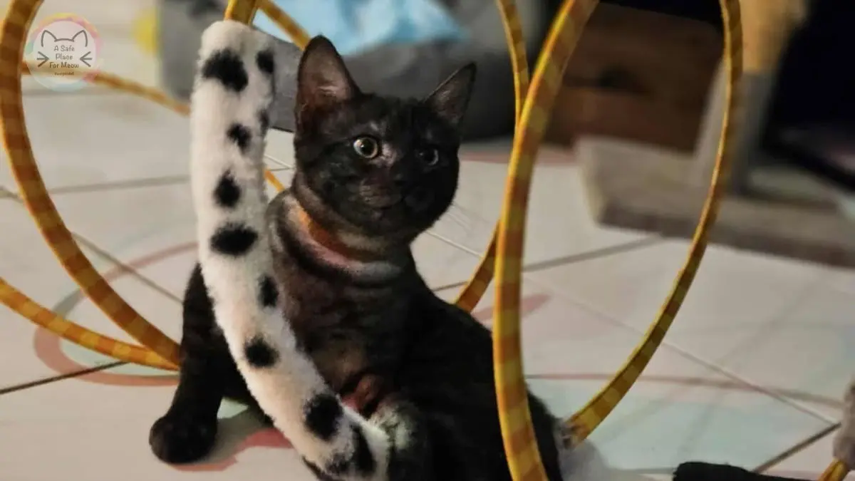 5 Easy Enrichment Games for Indoor Cats