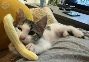 Rescue kitten gently chewing the top of a soft plush toy indoors during enrichment playtime, photographed by A Safe Place for Meow.