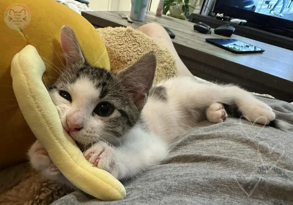 Rescue kitten gently chewing the top of a soft plush toy indoors during enrichment playtime, photographed by A Safe Place for Meow.