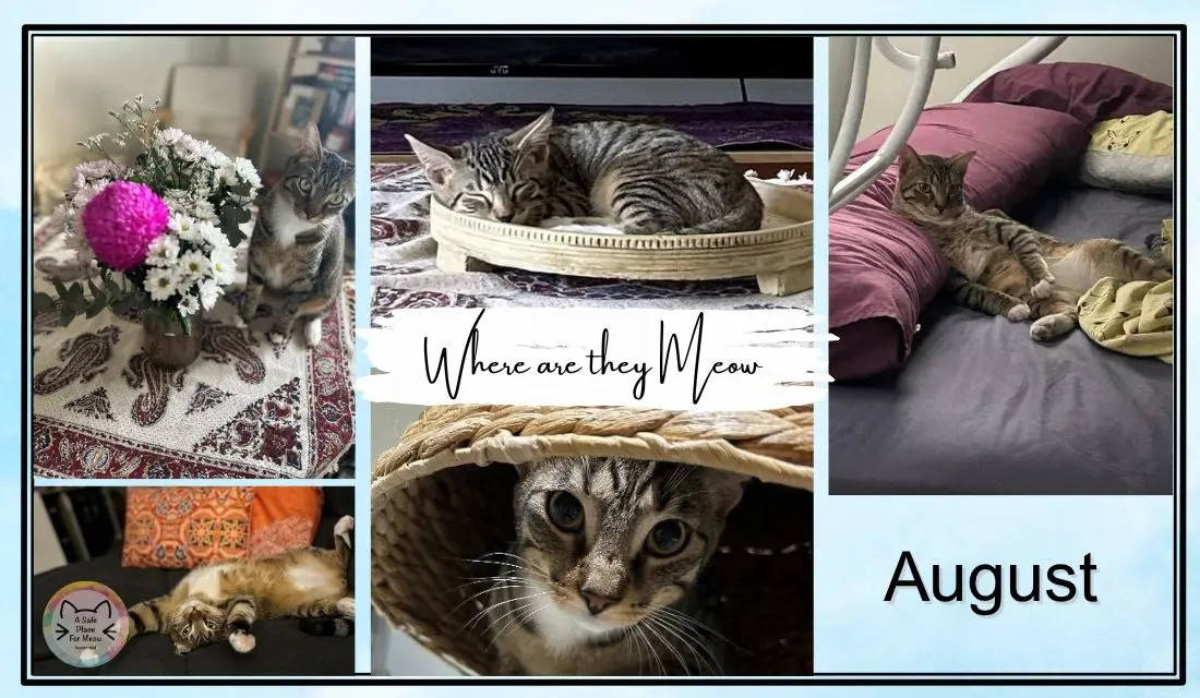 Where is August Meow