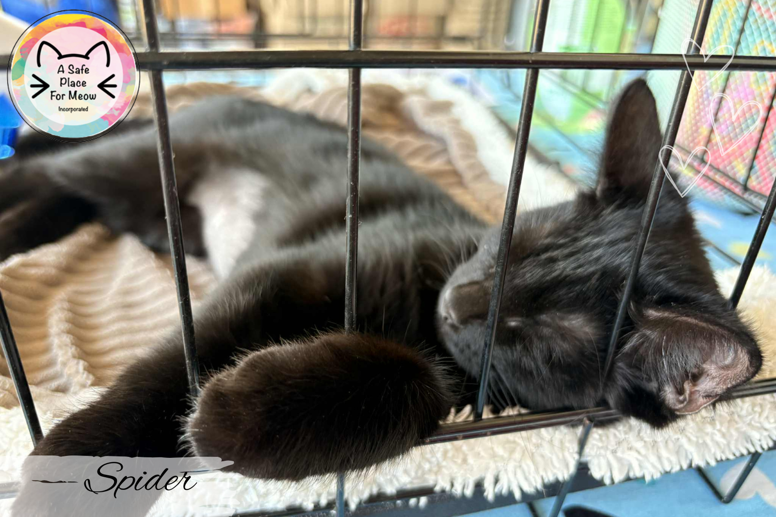 Spotlight on HATS NT: Helping Animals and Helping Rescues 🐾