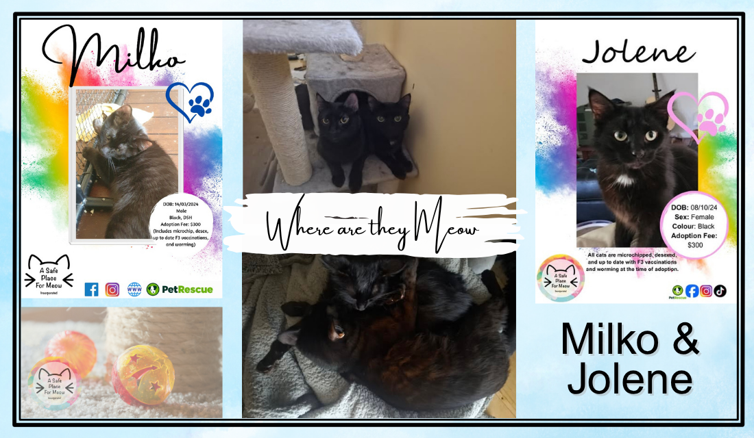 Where Are Joeline & Milko Meow?