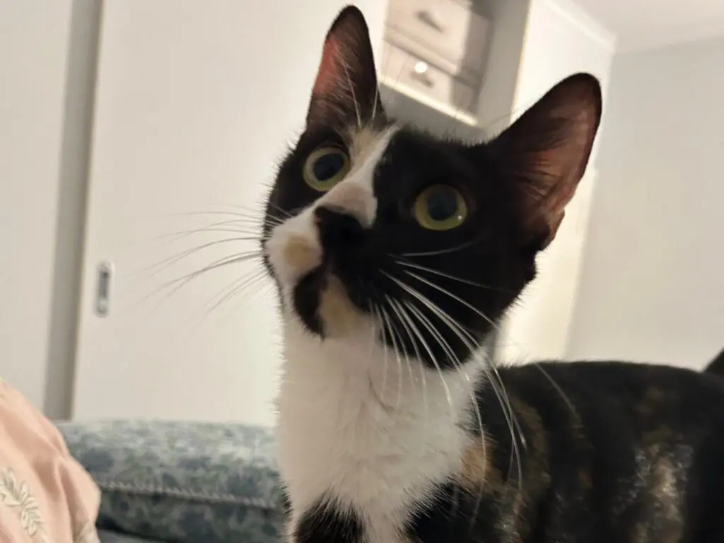 Dotti the tortoiseshell foster cat looking up indoors with wide curious eyes