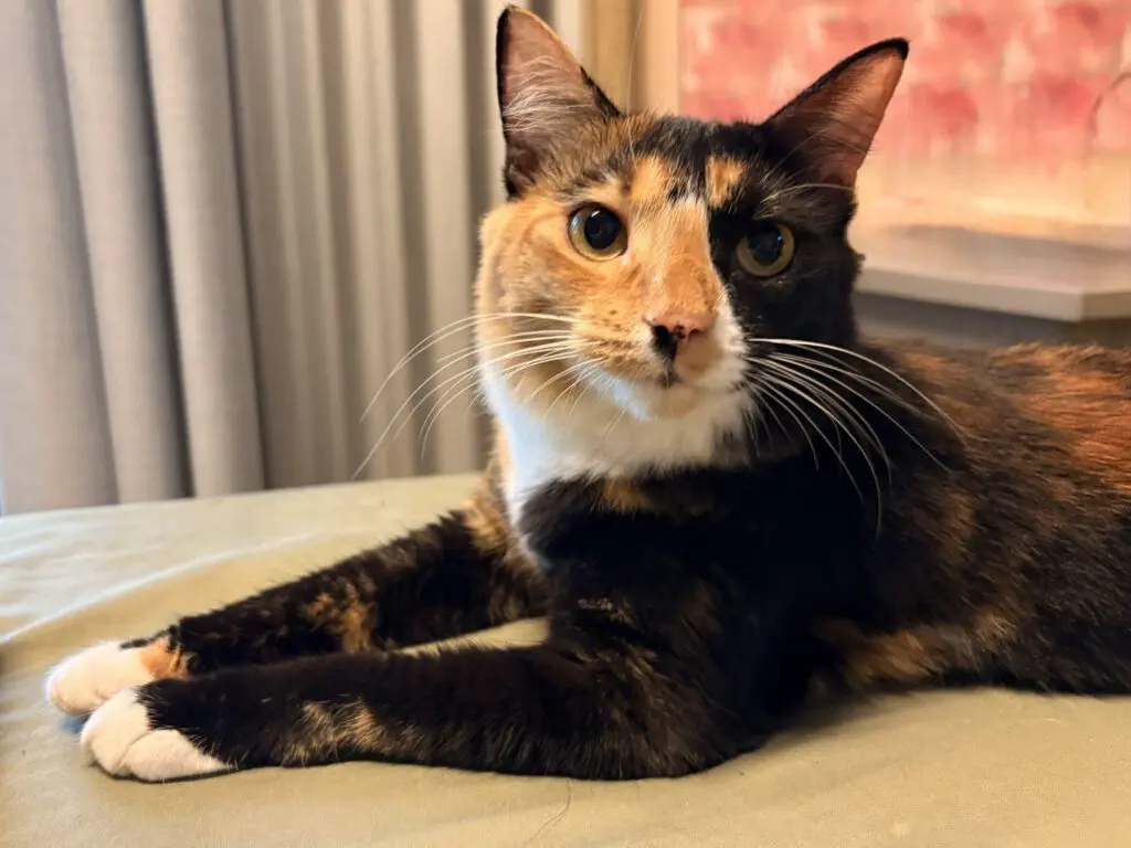Maisie the tortoiseshell foster cat relaxing calmly on a bed indoors