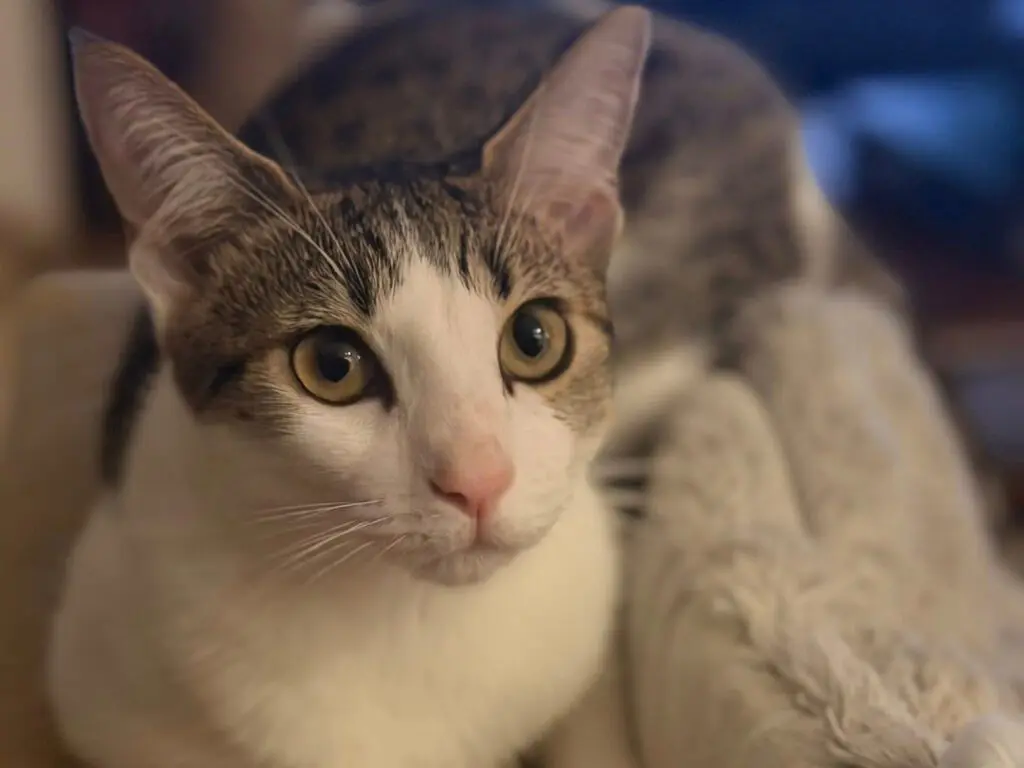 Millie the foster cat looking calmly at the camera