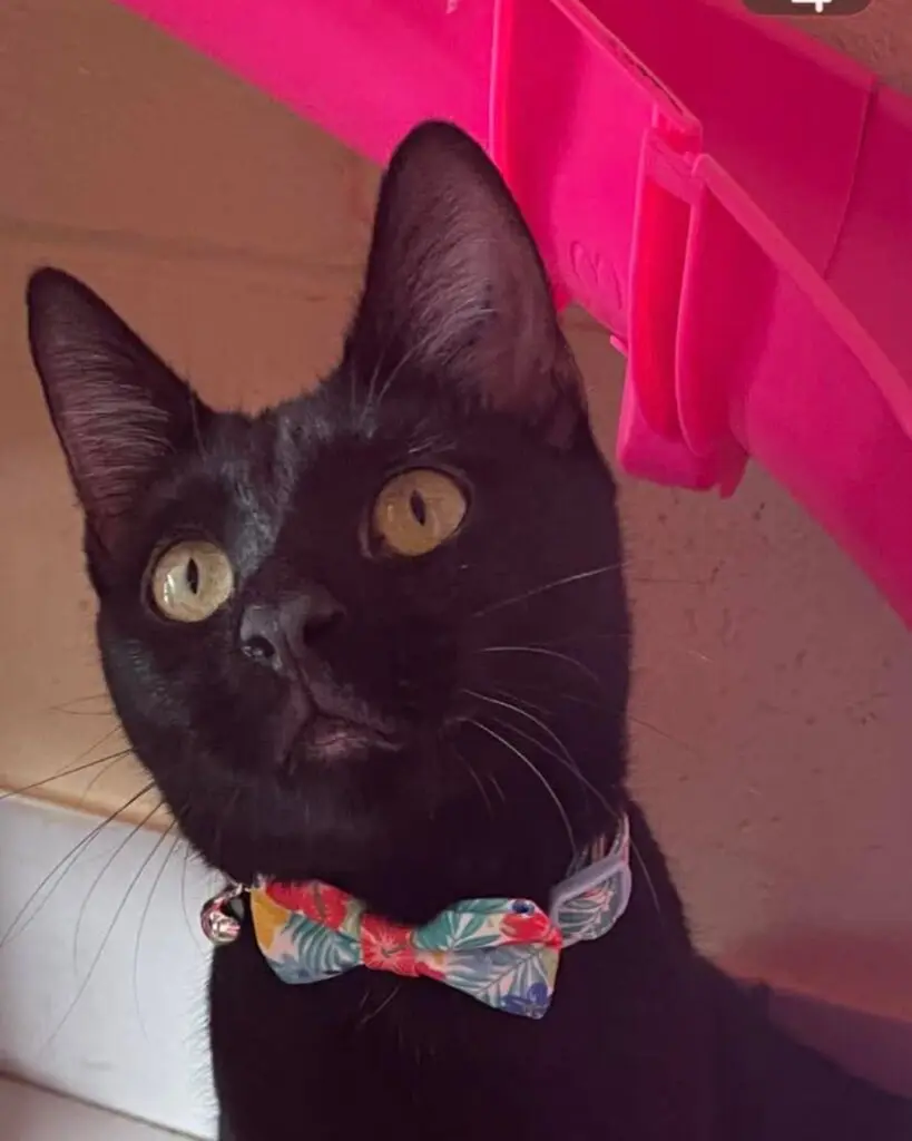 Molly the black foster cat looking up indoors beside a bright pink blanket