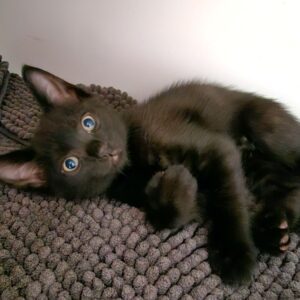 Give a Cat the Essentials for a New Life – Just $40