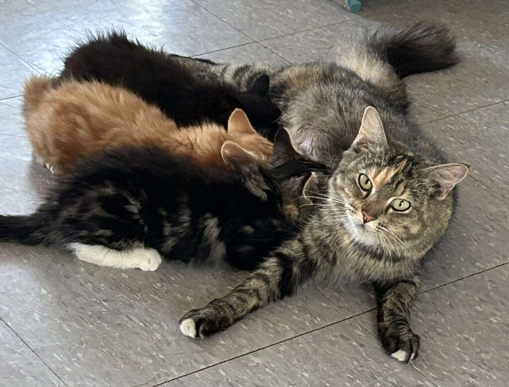 Rescued mother cat nursing kittens in a foster home