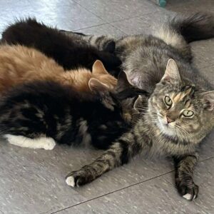 Rescued mother cat nursing kittens in a foster home