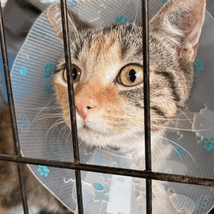 Desex a Cat – Help Stop Unwanted Litters